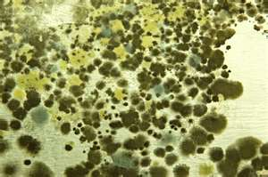 mold mildew contractors